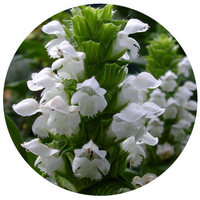 Prunella Grandiflora