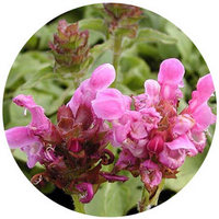 Prunella Grandiflora