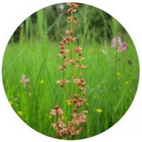 Rumex Crispus