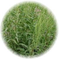 Rumex Acetosella