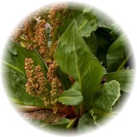 Rumex Scutatus
