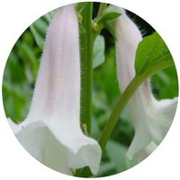 Sesamo: Sesamum - Ajonjoli