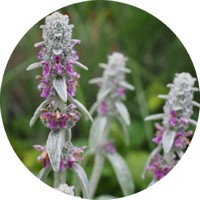 Stachys