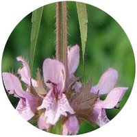 Stachys Japonica