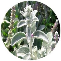 Stachys Lanata