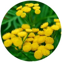 Tanacetum Vulgare