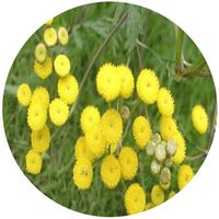 Tanacetum Balsamita