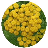 Tanacetum Balsamita
