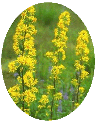 Solidago Virga-Aurea - Goldenrod