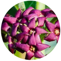 Vincetoxicum Atratum