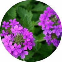 Verbena - Vervain