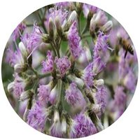 Vernonia Volkameriifolia