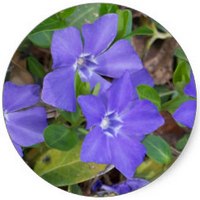 Veronica Arvensis - Speedwell