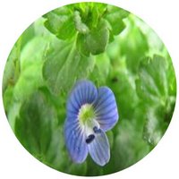 Veronica - Speedwell