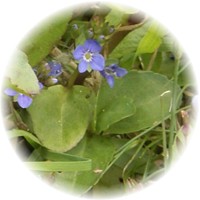 Veronica Arvensis - Speedwell