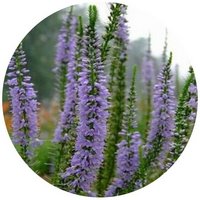 Pseudolysimachion Longifolium