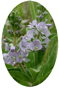 Veronica Officinalis