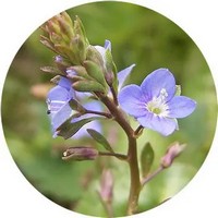 Veronica Peduncularis