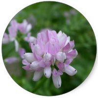 Securigera Varia - Crown Vetch
