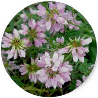 Securigera Varia - Crown Vetch