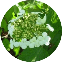 Viburnum Opulus
