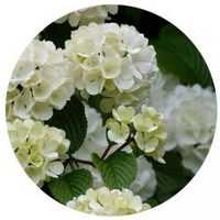 Viburnum Opulus