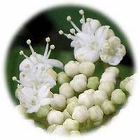Viburnum Opulus