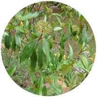 Viburnum Cylindricum