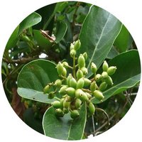 Viburnum Odoratissimum