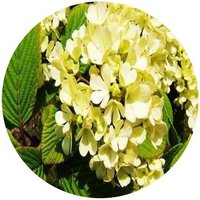 Viburnum Macrocephalum