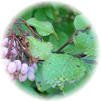 Bayas de Viburno - Viburnum Opulus