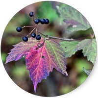 Bayas de Viburno - Viburnum Opulus