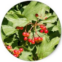 Bayas de Viburno - Viburnum Opulus