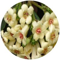 Viburnum Sempervirens