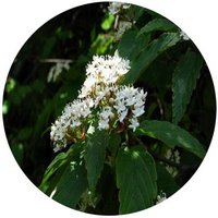 Viburnum Setigerum - Tea-Leaf Viburnum