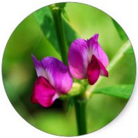Vicia Sativa