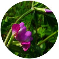 Vicia Sativa