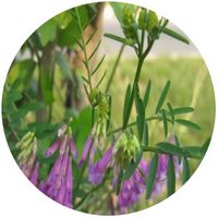 Vicia Amoena