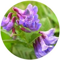 Vicia Unijuga