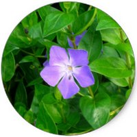 Vinca Pervinca - Periwinkle
