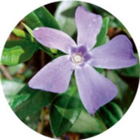 Vinca Pervinca - Periwinkle