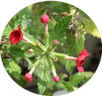 Vinca Minor - Lesser Periwinkle