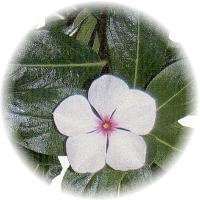 Vinca Rosea- Rosy Periwinkle  