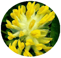 Vulneraria - Anthyllis Vulneraria