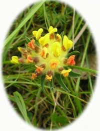 Vulneraria - Anthyllis Vulneraria