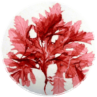 Alga Roja - Seaweed