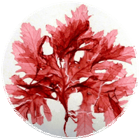 Alga Roja - Seaweed