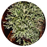 Pseudevernia Furfuracea