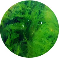Ulva Armoricana