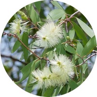 Melaleuca Cajeputi